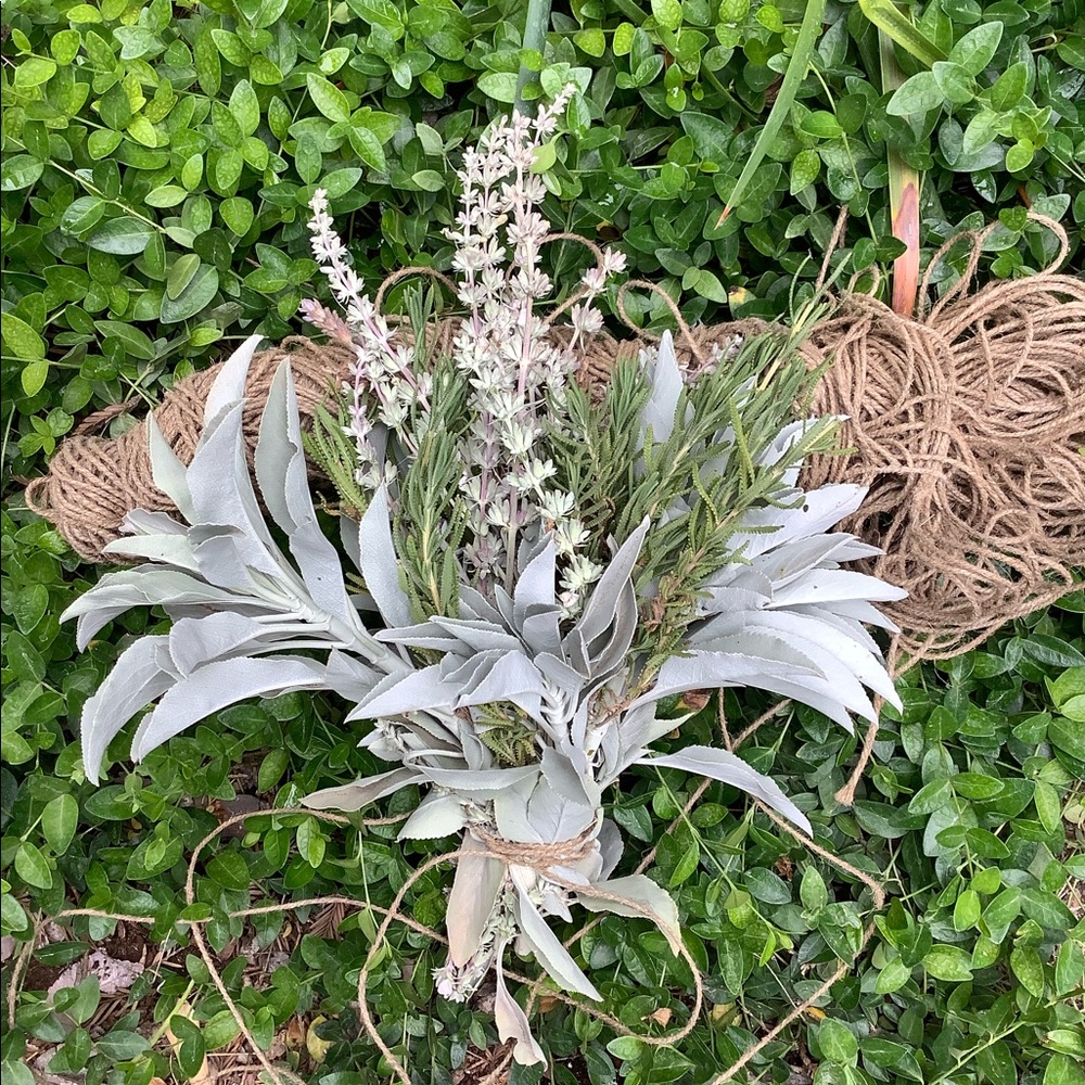 White Sage 1 stick 8”x 1” Organic - Picture 9 of 14